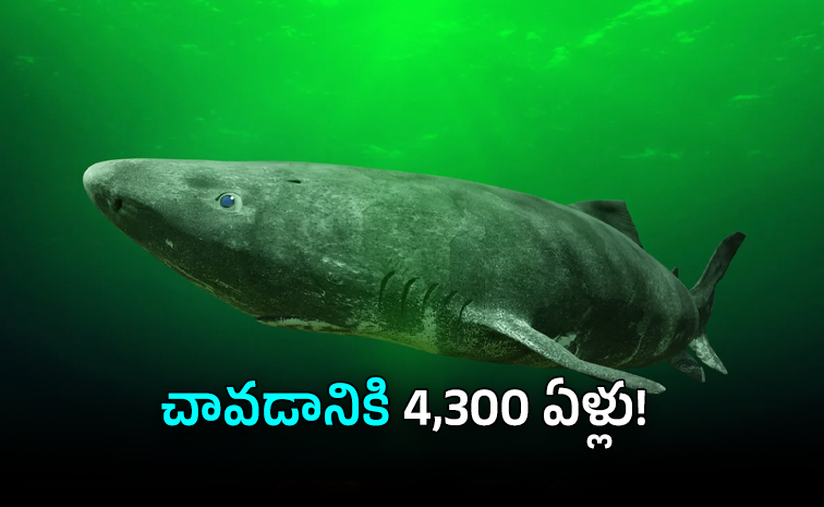 అమరత్వానికి దగ్గరగా జీవించేప్రాణులు అమరత్వానికి దగ్గరగా జీవించేప్రాణులు