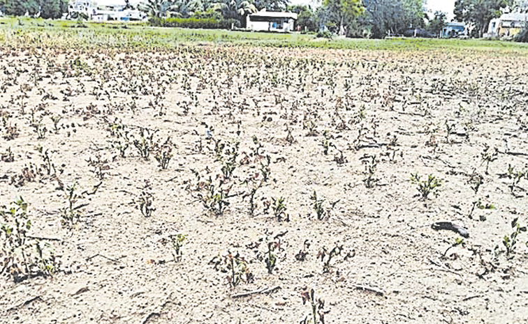 కరువు ప్రకటనపై దిగివచ్చిన బాబు సర్కార్‌