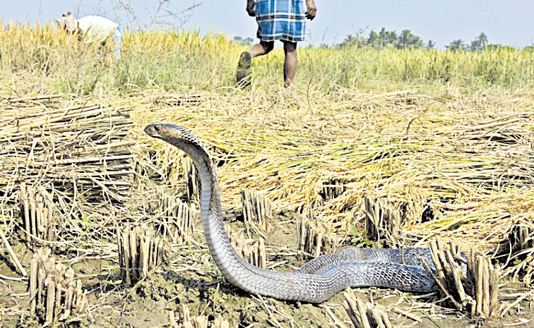పాము కాట్లతో 60 మంది మృతి