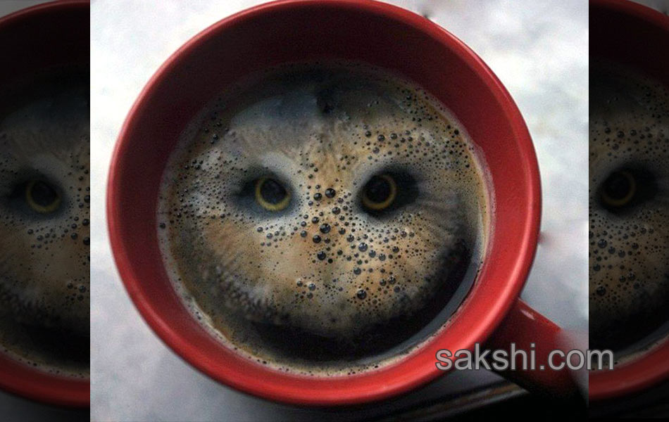 photo illusion19