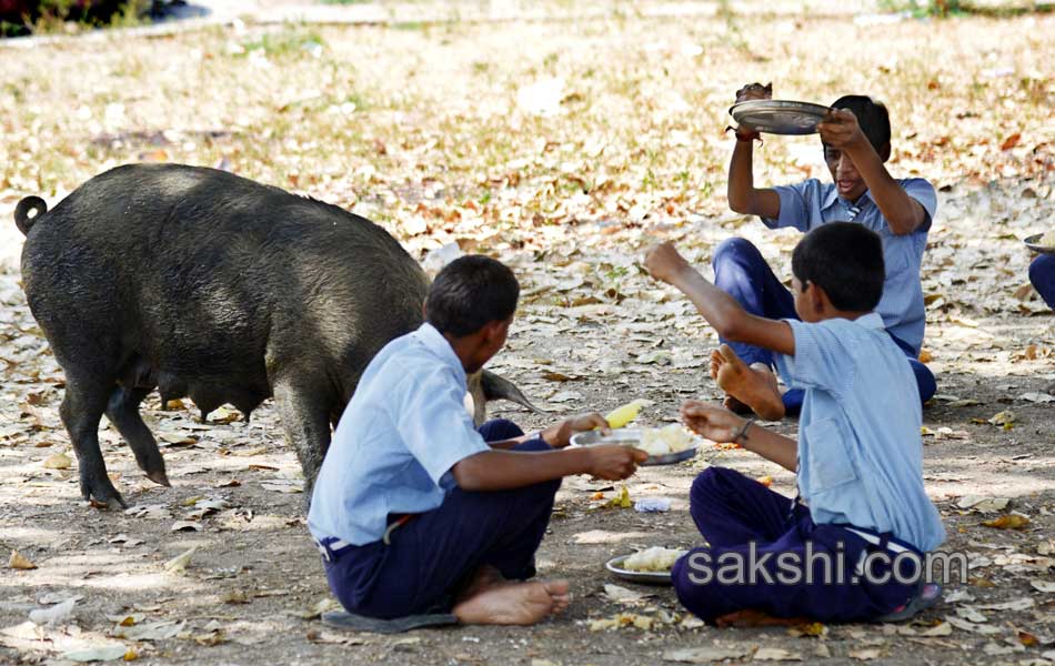 swine menace in kurnool government high school5