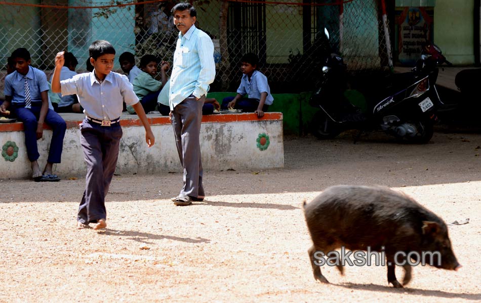 swine menace in kurnool government high school7