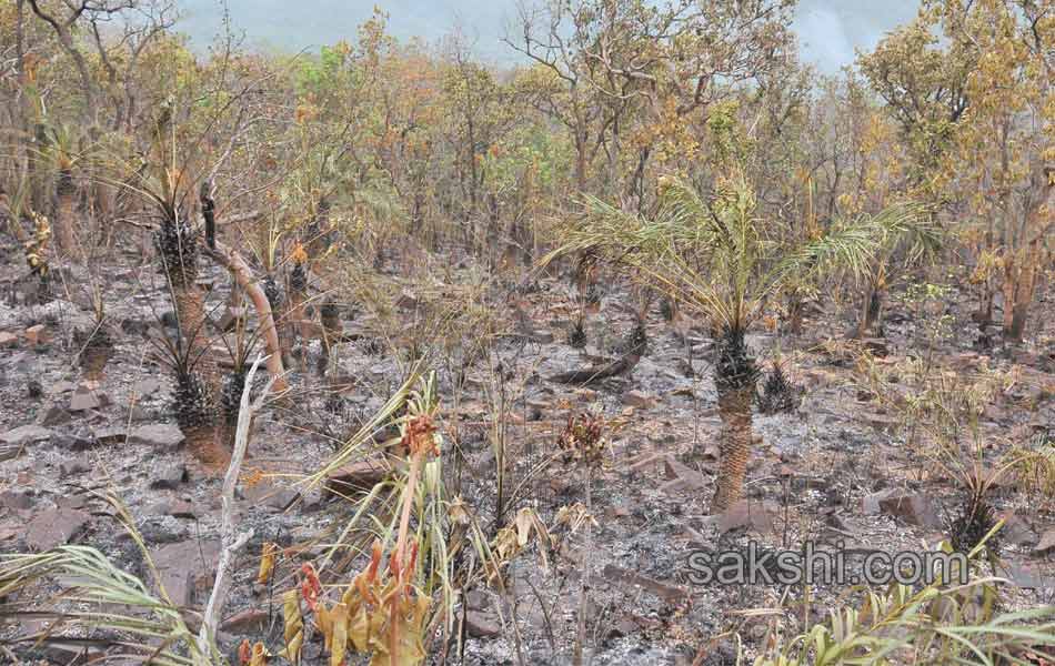 fire accidnet Tirumala Forest11