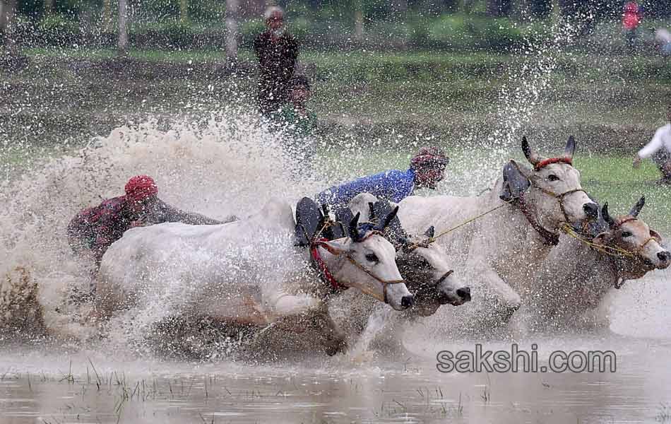 Bull race in West Bengal2
