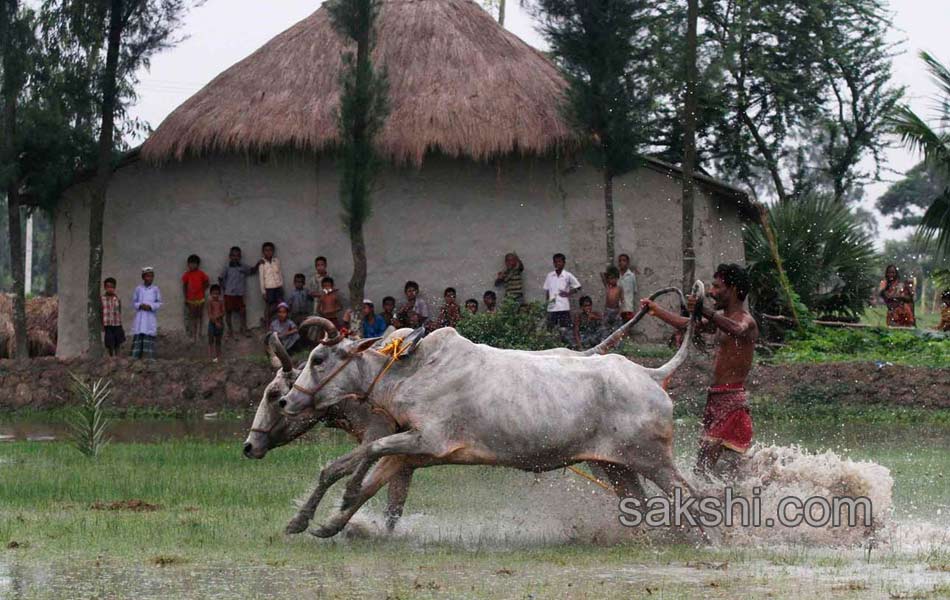 Bull race in West Bengal8