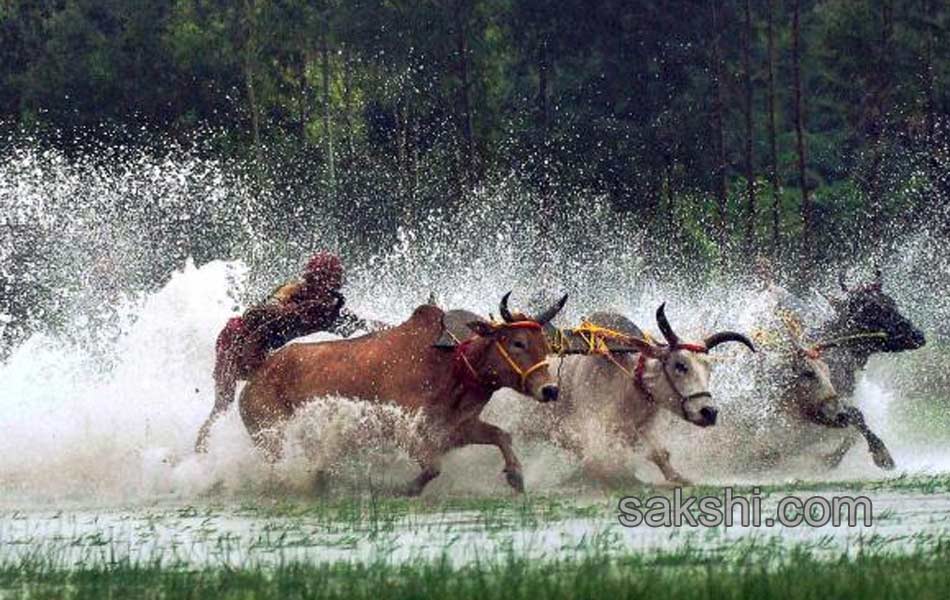 Bull race in West Bengal9