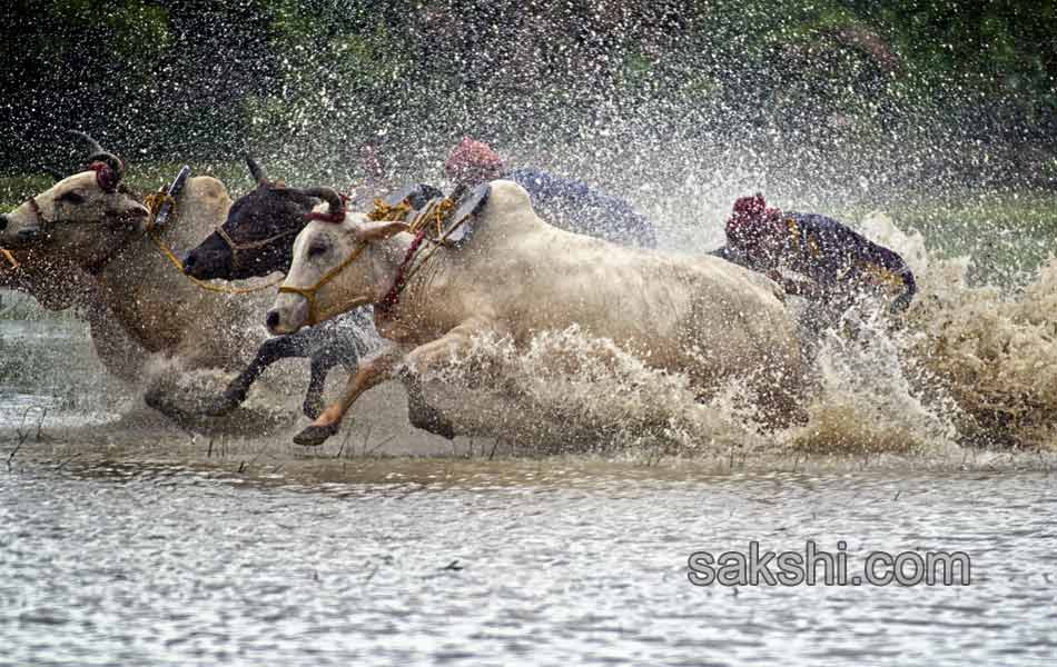 Bull race in West Bengal11