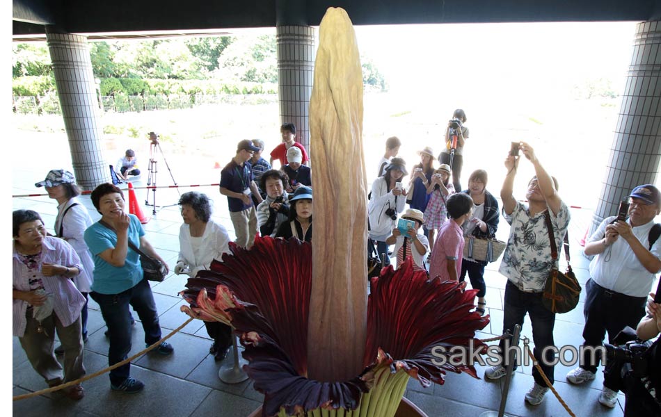 japan botanical garden6