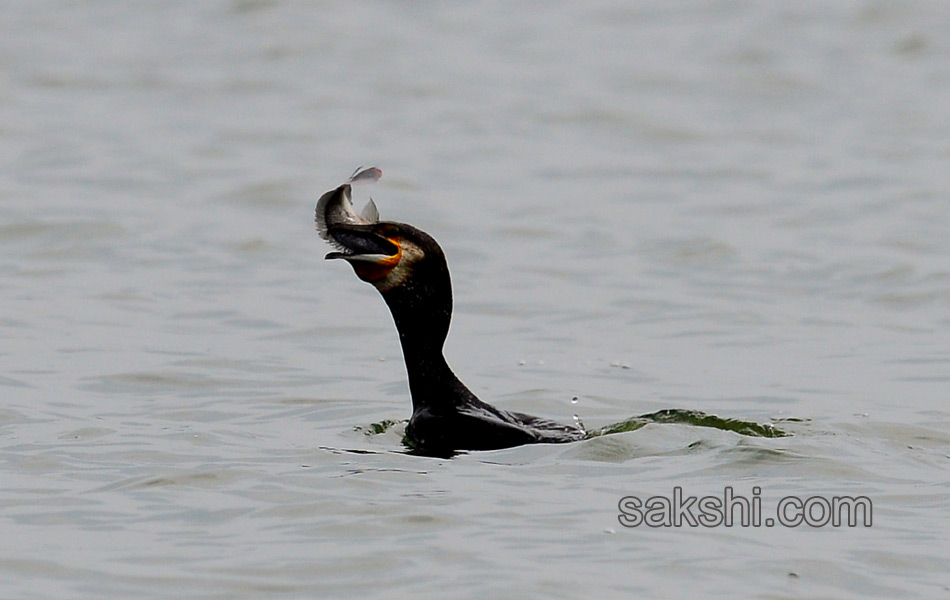 Friends of birds clean Ameenpur lake2