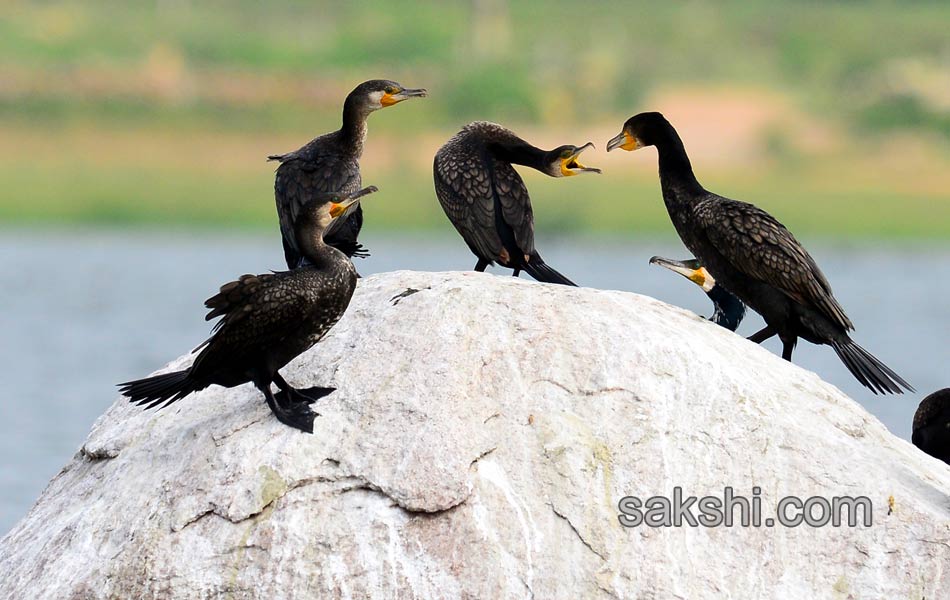 Friends of birds clean Ameenpur lake3