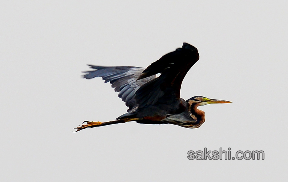 Friends of birds clean Ameenpur lake9