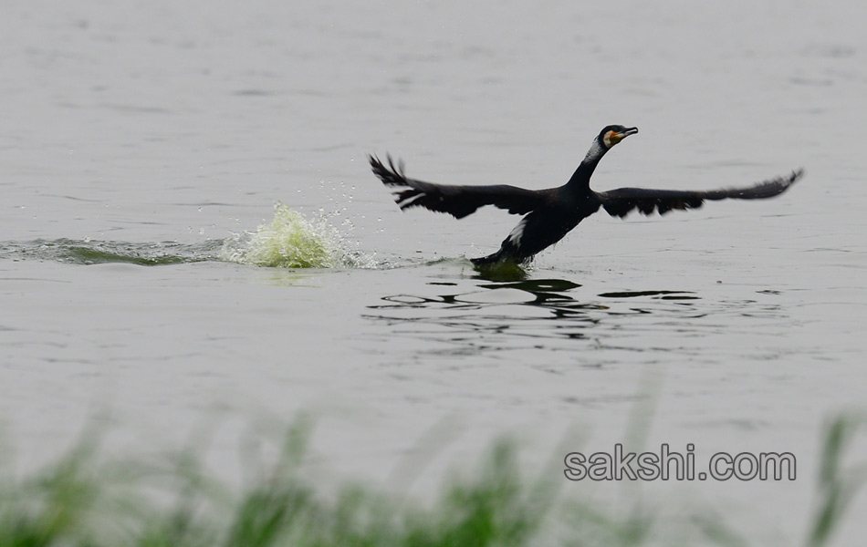 Friends of birds clean Ameenpur lake10