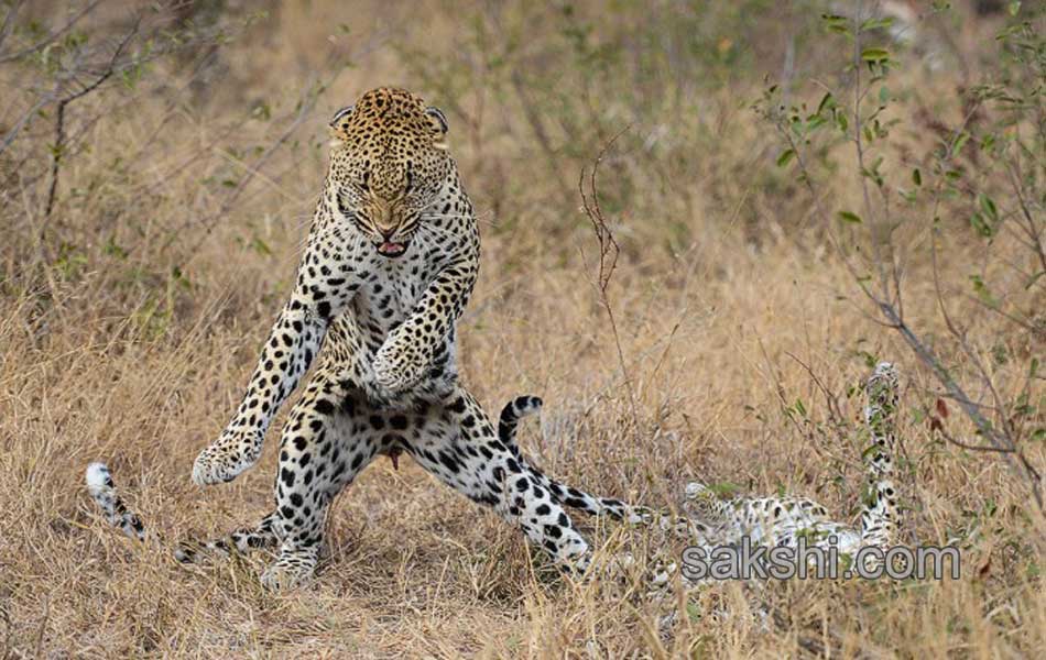 comedy wild life photography animals2