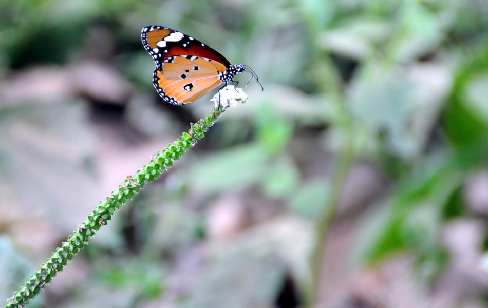 butterfly eating honey2