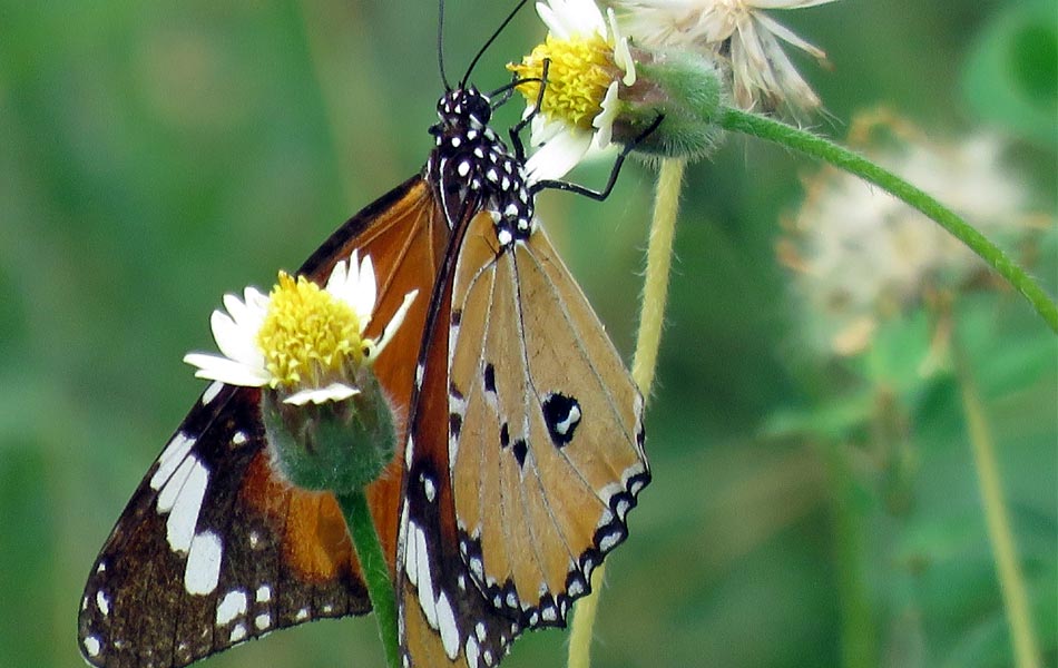 butterfly eating honey5