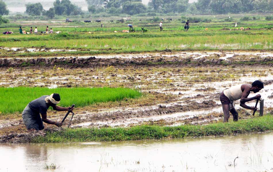 cultivation - Sakshi4