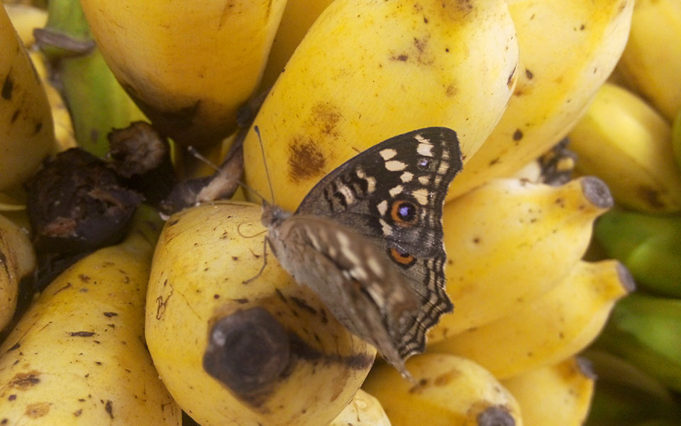 fruits honey1