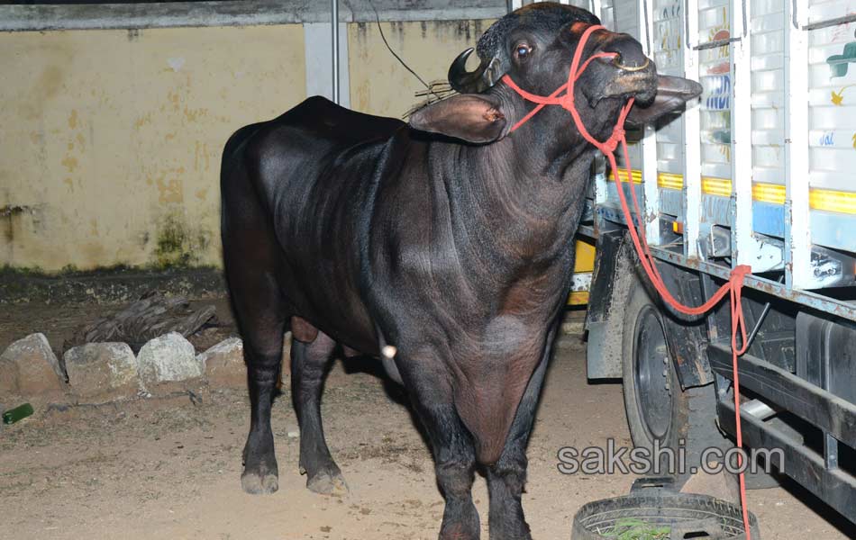 costly buffalo for hyderabad sadar celebrations6