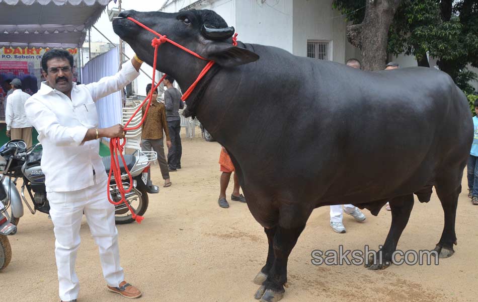 costly buffalo for hyderabad sadar celebrations8