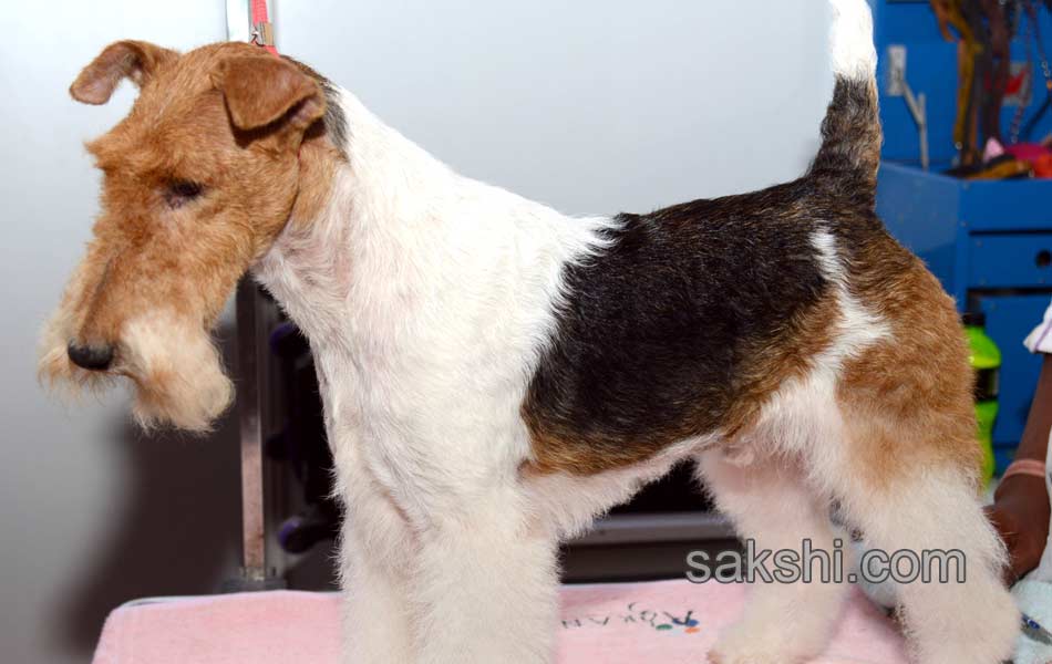 Dog Shows in Hyderabad City - Sakshi9