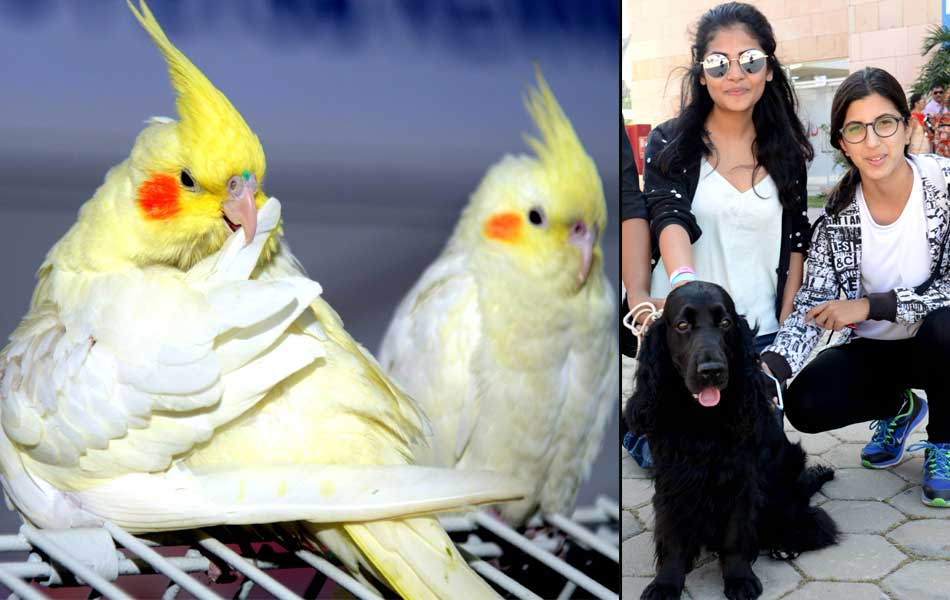 Dog Shows in Hyderabad City - Sakshi22