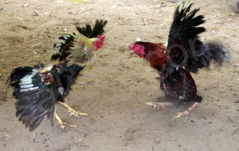 cock fight9