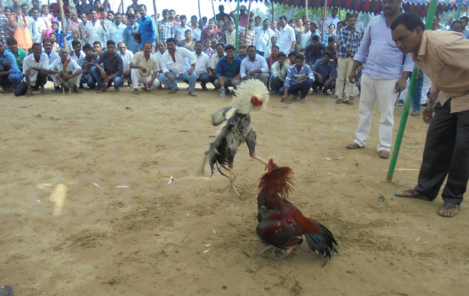 cock fight13