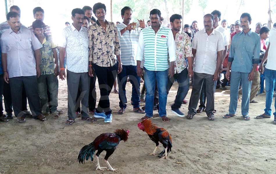 cock fight18
