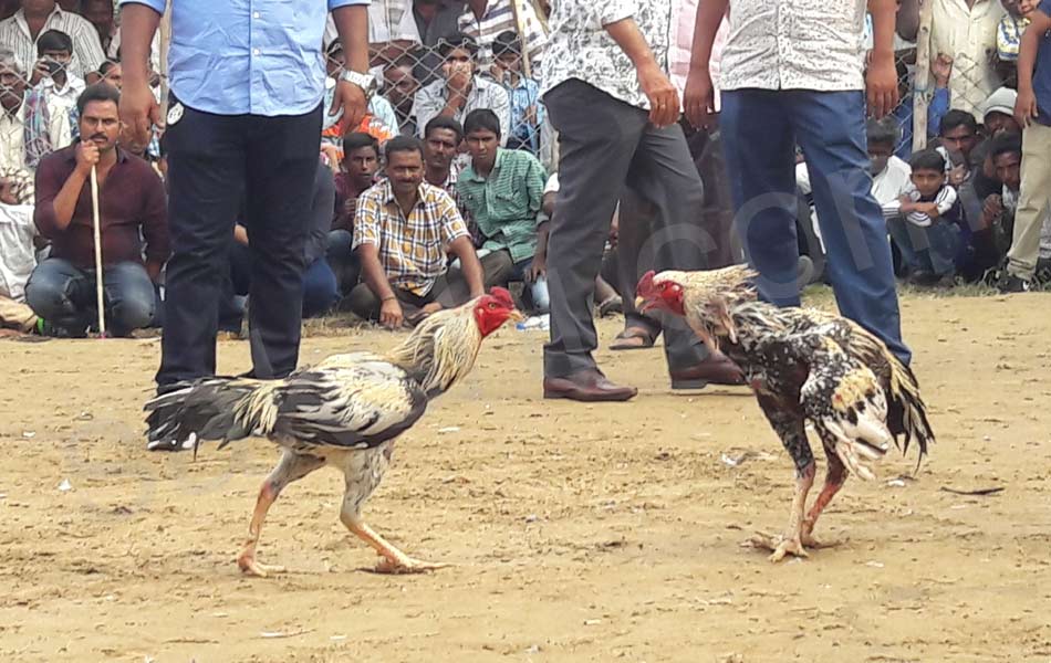 cock fight19