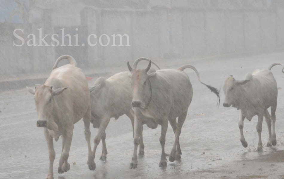 heavy rain in kothagudem17