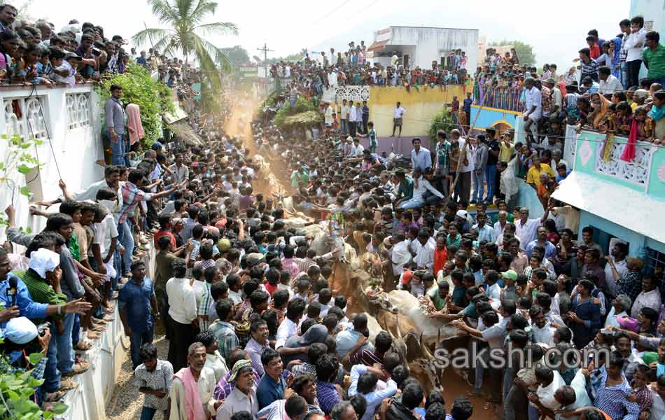 2014 Alanganallur Jallikattu - Sakshi35