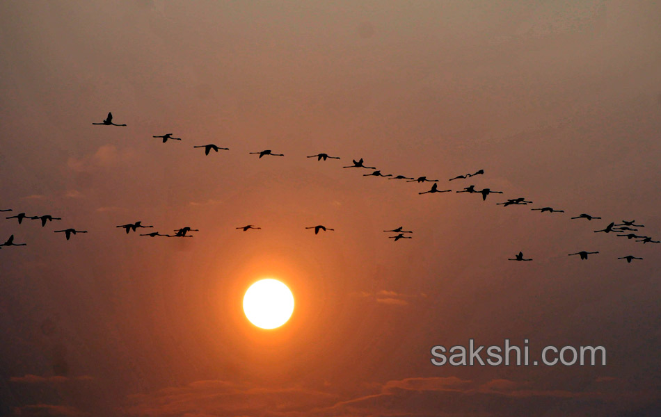 This week Best images - Sakshi2