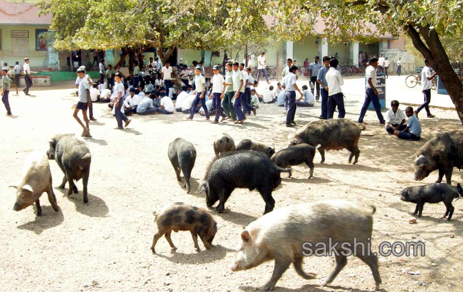 swine menace in kurnool government high school1