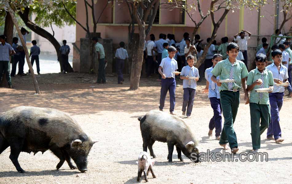 swine menace in kurnool government high school2