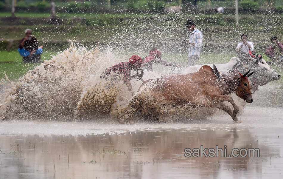 Bull race in West Bengal4