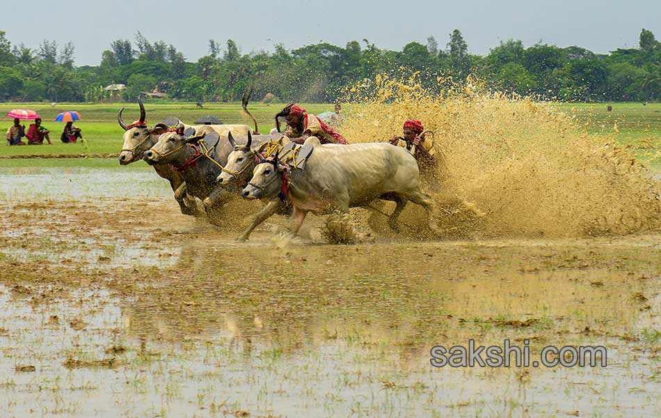 Bull race in West Bengal1
