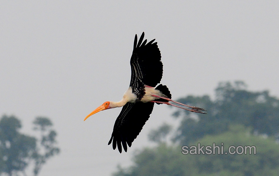 Friends of birds clean Ameenpur lake7