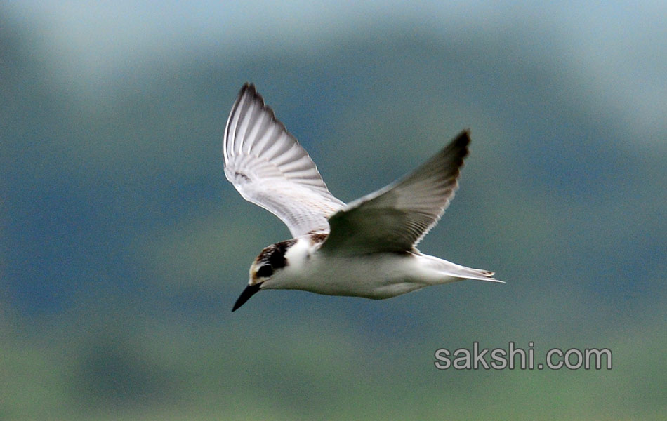 Friends of birds clean Ameenpur lake8