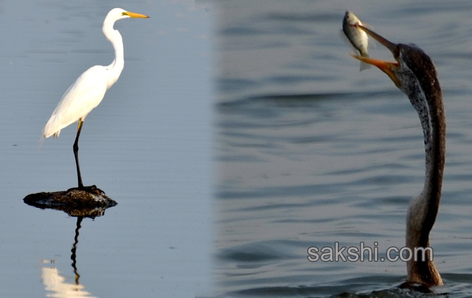 Friends of birds clean Ameenpur lake11