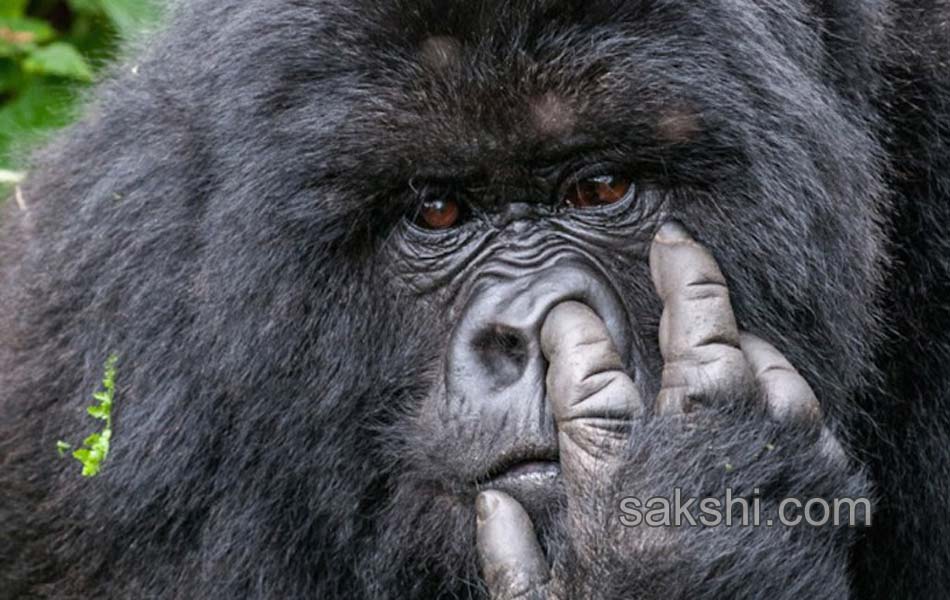 comedy wild life photography animals3