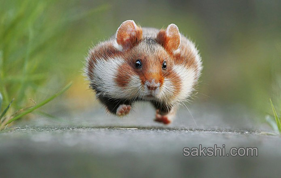 comedy wild life photography animals4