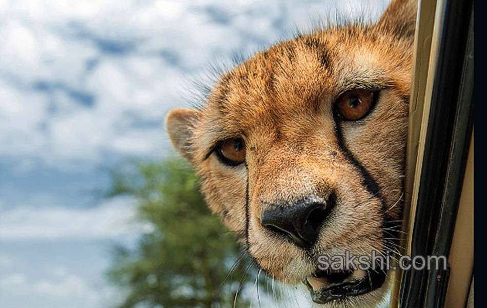 comedy wild life photography animals6