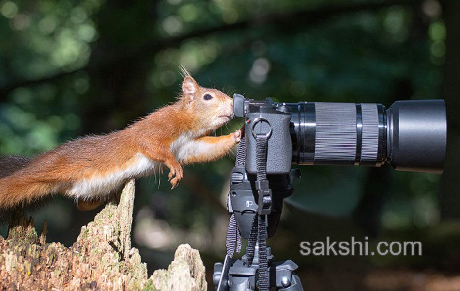 comedy wild life photography animals7