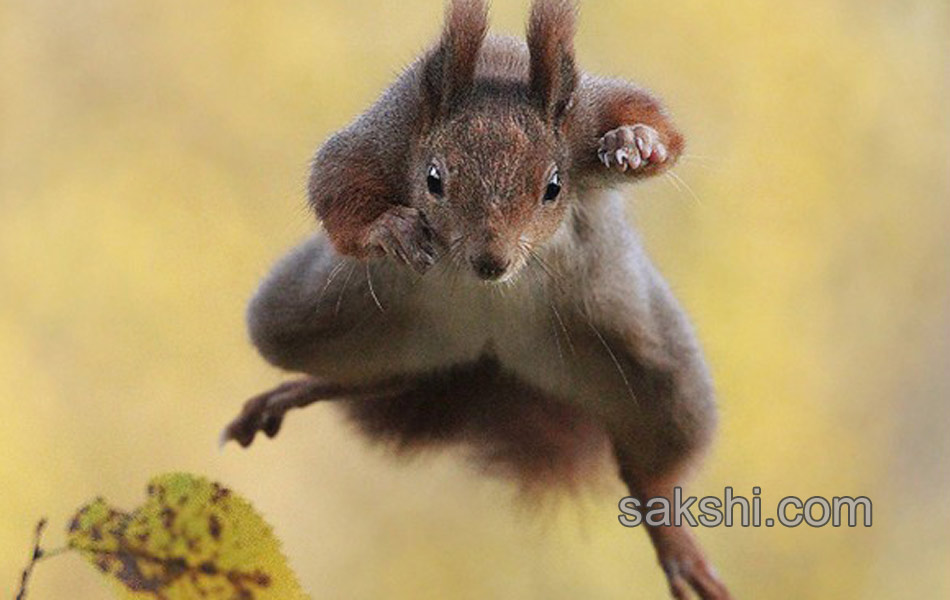 comedy wild life photography animals8