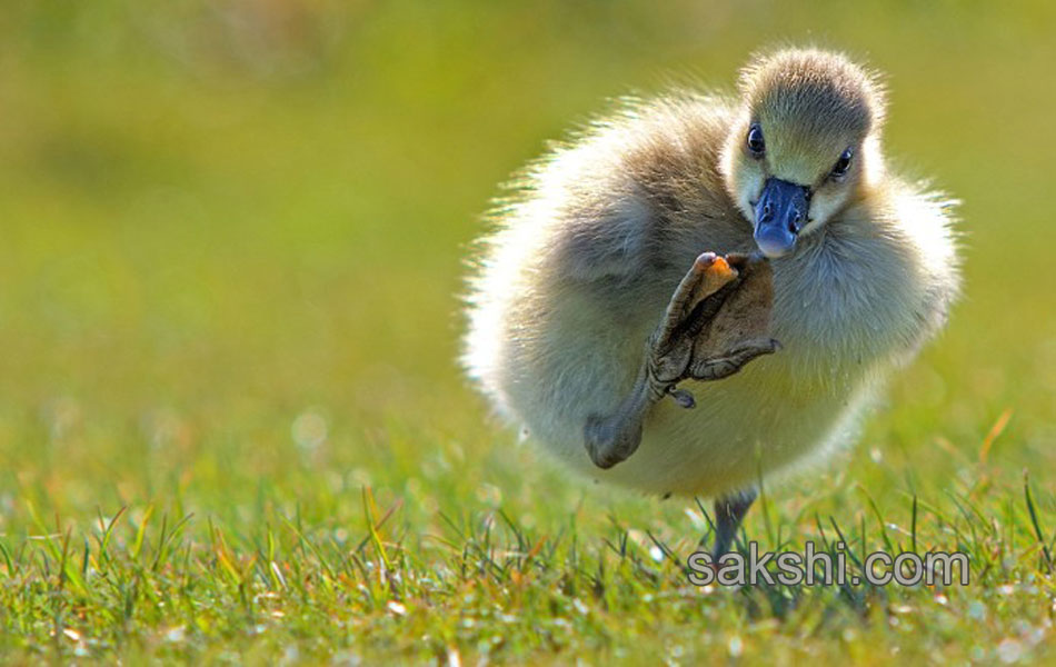 comedy wild life photography animals10
