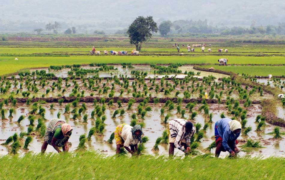 cultivation - Sakshi2