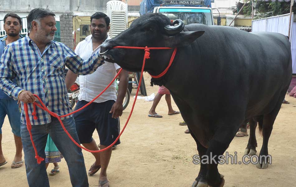 costly buffalo for hyderabad sadar celebrations5