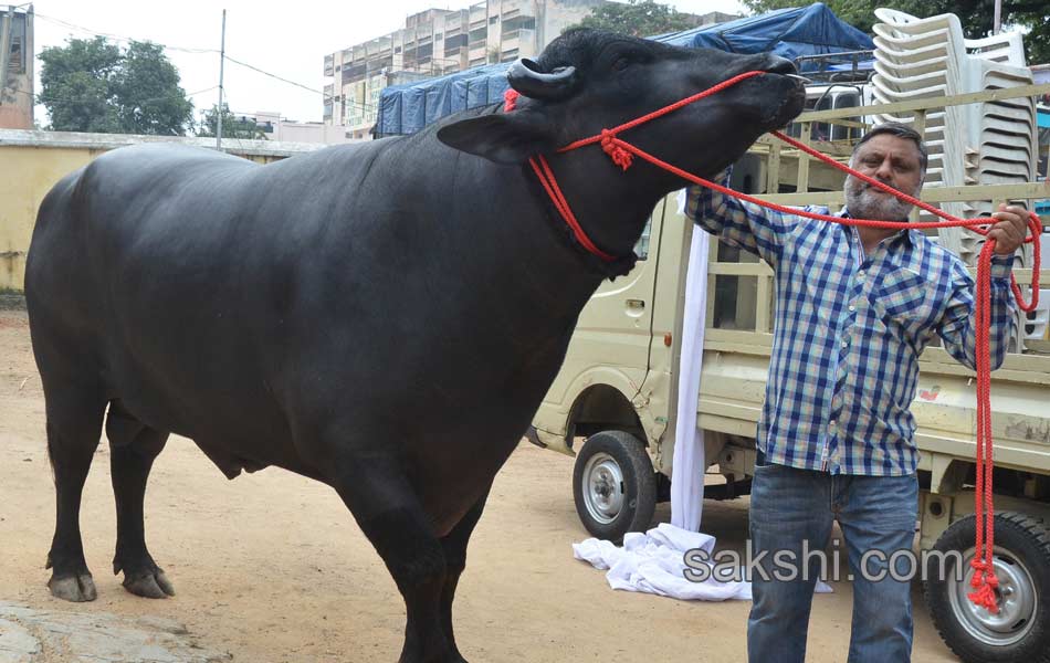 costly buffalo for hyderabad sadar celebrations7