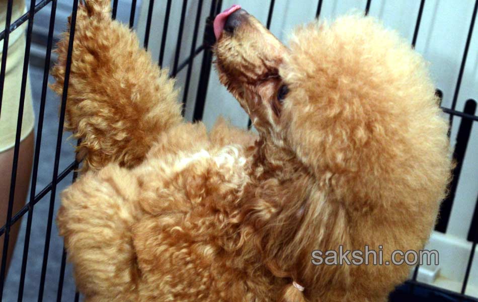 Dog Shows in Hyderabad City - Sakshi10