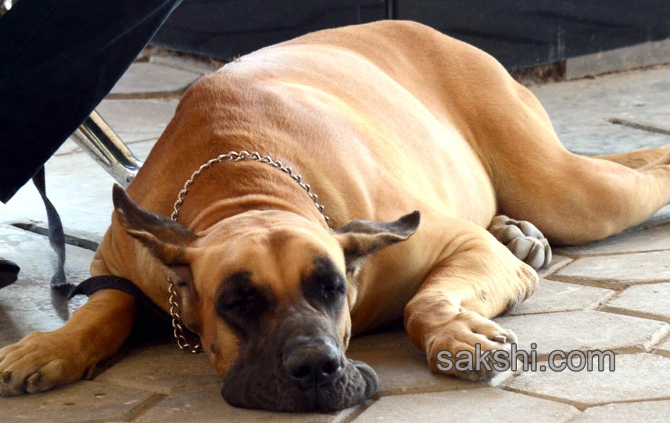 Dog Shows in Hyderabad City - Sakshi17